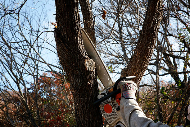 How Our Tree Care Process Works  in  La Grulla, TX